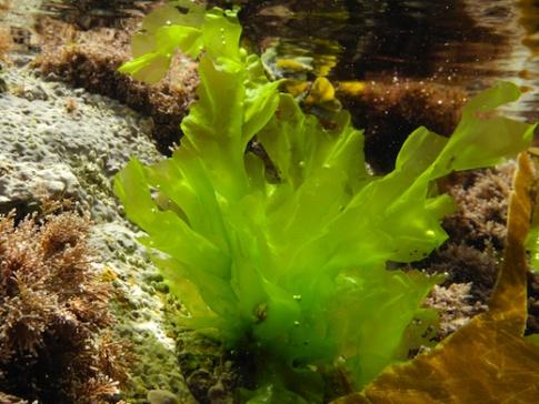 Eucariontes fotosintéticos Ambiente acuático ALGAS: Talófitos Talo: cuerpo sin o con bajo grado de complejidad anatómica