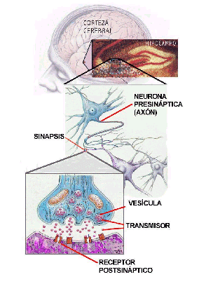 PLASTICIDAD NEURONAL CAPACIDAD DEL S.N. DE REMODELAR LOS CONTACTOS ENTRE NEURONAS Y LA EFICIENCIA DE LAS SINAPSIS.