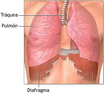 9. El diafragma El diafragma es una membrana, que en parte es múscular y en parte es tendinosa, que en el cuerpo separa la cavidad del tórax del abdomén.