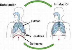 5. La respiración La respiración consta de 2 partes que son la inspiración (entrada de aire a los pulmones) y la expiración (salida del aire de los pulmones).