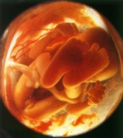 El feto es cada vez más expresivo, gira la cabeza, mueve la cara, puede fruncir el ceño y hace movimientos respiratorios.
