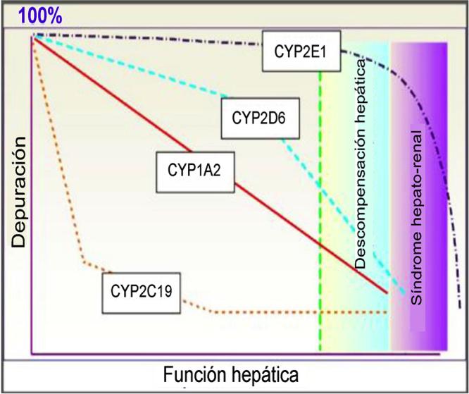 Diferencias en enzimas CYP en pacientes con insuficiencia hepática Modelo de disfunción hepática y