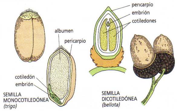Características: El óvulo está recubierto por el ovario que y tras la fecundación