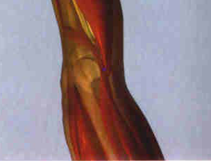 RIÑON 10 YIN GU: En el angulo externo del hueco popliteo entre el semitendinoso y semi