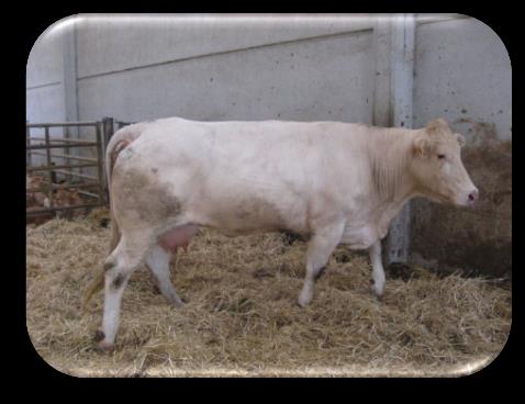 DONADORA ERLEA ES061530323053 ERLEA, es una tremenda vaca, que proviene de la familia de PAOLA, importada de Francia. Se destaca su gran desarrollo esquelético, y habilidad materna.