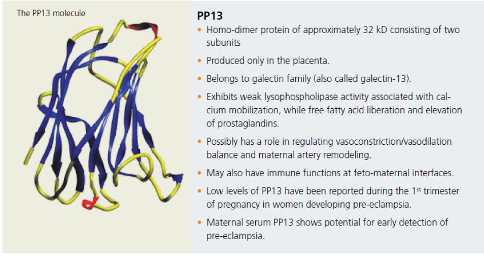 Preeclampsia: marcadores PP13 Proteina placentaria homodimérica de aprox 32 kd Pertenece a la familia de