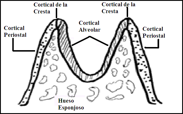 Entre ambas corticales se ubica hueso del tipo esponjoso, que dependerá del lugar de los maxilares que examinemos, por ejemplo, en la parte vestibular de los incisivos inferiores o vestibular de los