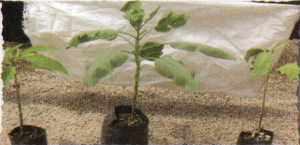 CAP. 4: PLANTACÓN Siembra o trazado: Utilización de plantas njertas en patrón de tabaquillo o Nicotiana Glauca.