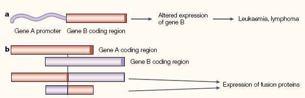 Alteraciones estructurales del DNA en