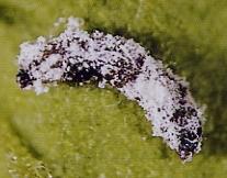 larvas) -Trichogramma (parasitan huevos)