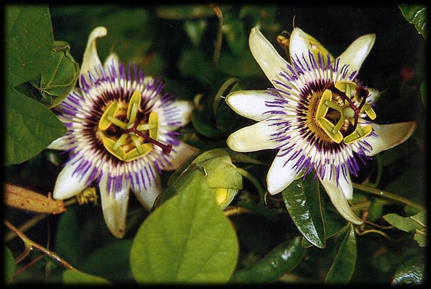 PASIFLORA (Passiflora incarnata) Las propiedades sedantes y ansiolíticas de la Pasiflora han sido ampliamente demostradas a través de numerosos estudios farmacológicos que avalan sus usos