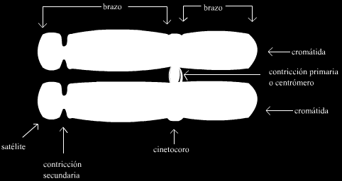 Cromatina: El interior del núcleo está ocupado por la cromatina formada por proteínas y ADN (ácido desoxirribonucleico), sustancia que constituye los cromosomas (Fig.9.4).