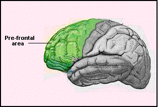 2-Es un trastorno NEUROBIOLÓGICO: estudios de neuroimagen demuestran que hay regiones cerebrales afectadas en niños con