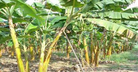 Cosecha y transporte de plátano macho. Plantación de plátano macho en desarrollo, con sistema de plantación tres bolillo.