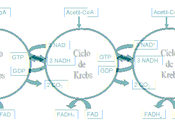 REACCIÓN GLOBAL Glucosa + 2 NAD+ + 2ADP + 2 Pi 2 NADH + 2 piruvato + 2 ATP + 4 H+ Fase intermedia: ciclo de Krebs - Ruta metabólica a través de la cual el ácido acético unido a la coenzima-a va a