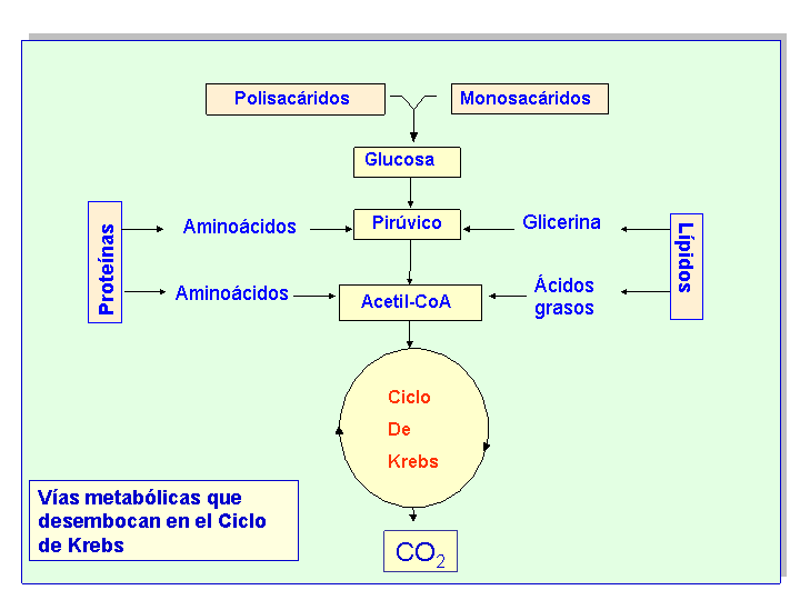 Fase final: cadena de transporte electrónico. Concepto Transporte de electrones de las otras 2 etapas desde las coenzimas reducidas, NADH+H+ o FADH2, hasta el oxígeno.