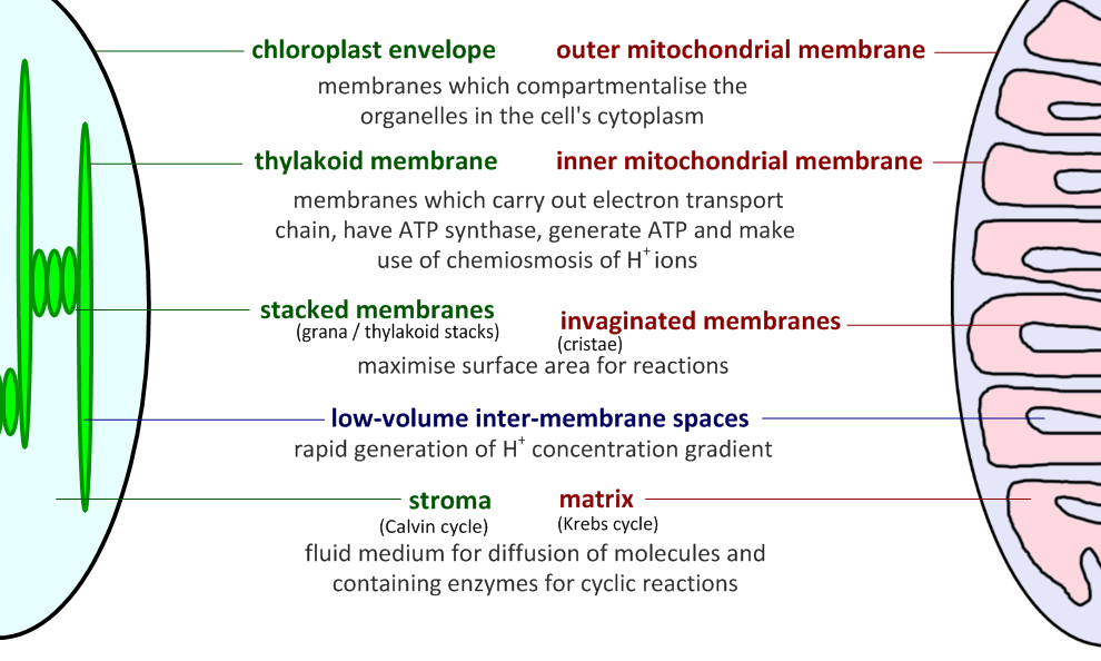 Comparativa estructura cloroplasto vs mitocondria Membrana cloroplasto Membrana mitocondrial externa Membranas que compartimentalizan el orgánulo en el citoplasma celular Membrana tilacoide Memabrana