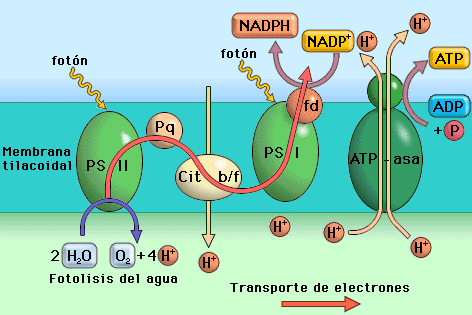 3) Transporte de electrones a) Flujo electrónico abierto (flujo acíclico) En los organismos fotosintéticos oxigénicos, que contienen dos fotosistemas, el transporte electrónico se produce de forma