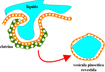 B.- TRANSPORTE DE MACROMOLÉCULAS MEDIANTE VESÍCULAS: ENDOCITOSIS Y EXOCITOSIS a) Endocitosis La endocitosis es un proceso por el cual la membrana plasmática de la célula se invagina englobando las