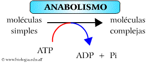 reacciones catabólicas (reacciones de degradación). a) Anabolismo. Formación de moléculas orgánicas complejas a partir de moléculas precursoras más sencillas con gasto de energía.