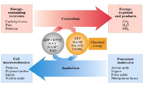 El metabolismo es la red de reacciones químicas que sirven para: Obtener energía a través de fuentes de energía como los nutrientes, la luz, etc.