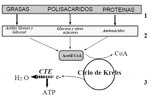 TEMA 1: METABOLISMO Todos los nutrientes (grasas, polisacáridos y proteínas) pasan por un proceso llamado digestión para convertirse en moléculas sencillas (ácidos grasos, azúcares y aminoácidos),