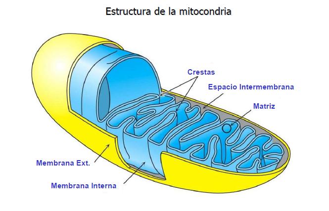 En la CTE, los 8e - obtenidos en el Ciclo de Krebs pasarán por la membrana mitocondrial interna donde se transfieren a 2 oxigenos, obteniéndose 4H 2 O y un gradiente de H + fuera de la membrana
