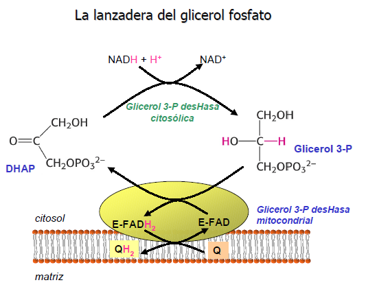 El NADH que hay en el citosol también debe hacerse que transfiera sus 2 e - para formar ATP. Este NADH es el proveniente de la glucólisis.