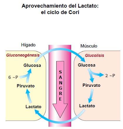 El lactato se forma en los músculos esqueléticos a partir del piruvato cuando la demanda de oxigeno de un músculo es mayor que la cantidad de oxigeno que puede aportar la sangre (agujetas).