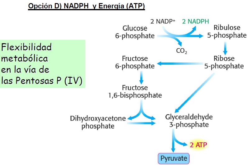 Opción C) Mayor necesidad de NADPH que de ribosa: Se produce NADPH a partir de glucosa-6p mediante la fase oxidativa; sin embargo, los residuos de ribosa-5p pasan a ser fructosa-6p y