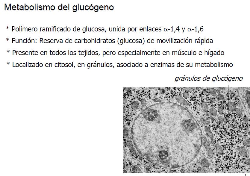 TEMA 7 METABOLISMO GLUCÓGENO La glucosa como tal no puede ser almacenada, así que forma una estructura especial de reserva: el glucógeno.