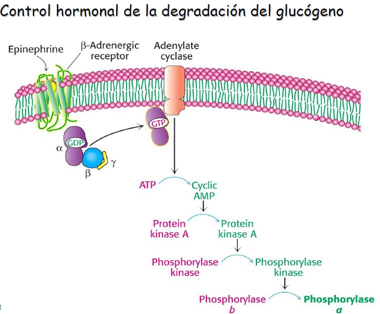 La glucógeno fosforilasa va avanzando hasta que cerca de una ramificación, se detiene ya que no puede atacar los enlaces α-1,6.