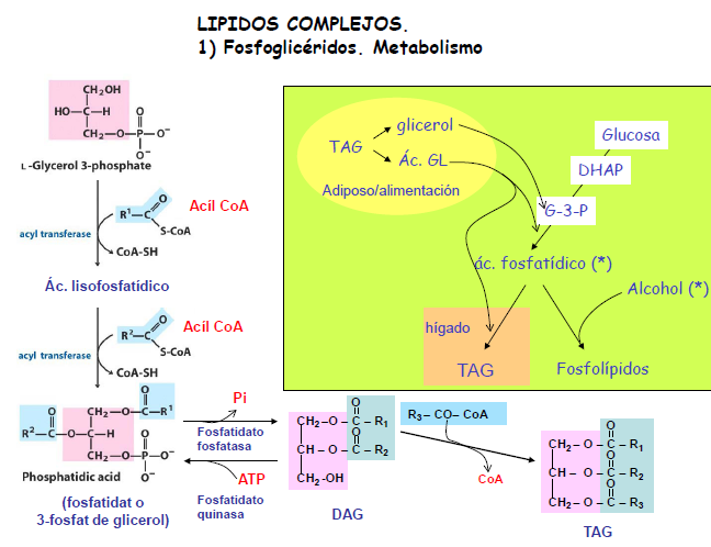 El L-Glicerol 3-P es transformado por dos Acil Transferasas, transfiriéndole dos ácidos carboxílicos, obteniéndose Ácido Fosfatidico en dos reacciones en las que se liberan 2 CoA-SH.