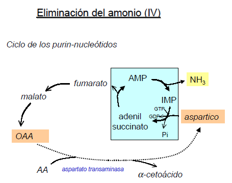 Otra desaminación por el ciclo de los purinonucleótidos, utilizado para la desamaniación de varios aminoácidos.