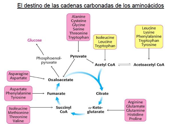 Todo el ciclo se produce en el citosol y en las mitocondrias de las células hepáticas, aunque también se lleva a cabo (en menor proporción) en el riñón.