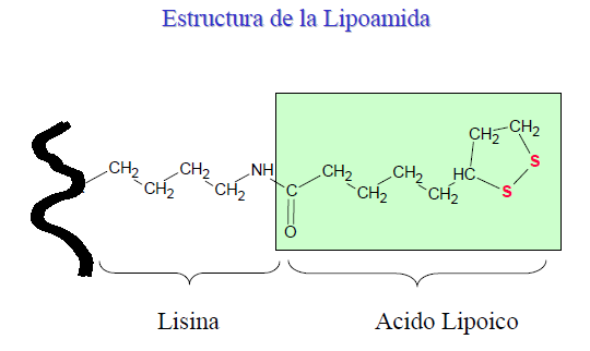 El Hidroxietilo es transferido al Ácido Lipoico de la Lipoamida.