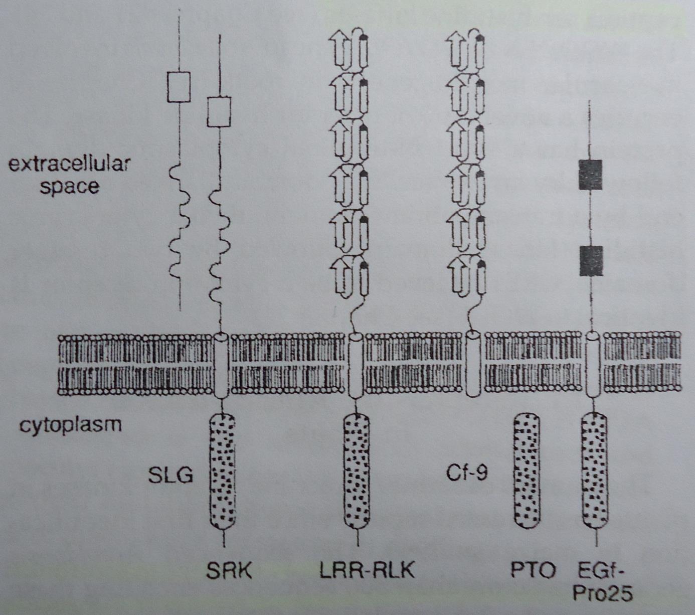 PROTEÍNAS RELACIONADAS A RLKs Son proteínas truncadas SLG (similar al SRK de