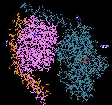 Proteínas G heterotriméricas Compuesta de tres subunidades: α subunidad: 39-46 kd Actividad GTPasa hidroliza al GTP Interactúa con receptores de membrana β subunidad: 35-39 kd γ subunidad: