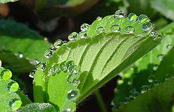 Atmósferas muy húmedas Presentan gotas de agua en el borde de las hojas: