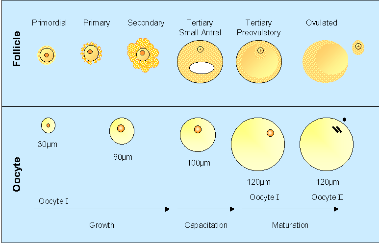 Folículos primarios En el bovino son activados aproximadamente al día 140 de la gestación Los ovocitos tienen un tamaño de 30 um y esta rodeado de células de la granulosa cuboidales Los ovocitos de