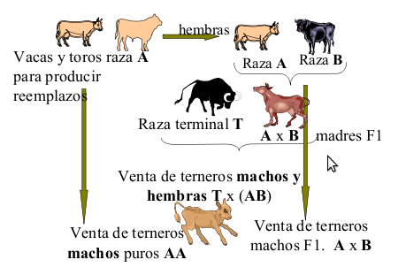 Figura 6. Esquema de un cruzamiento triple. Este sistema explota en un 75% del rodeo la heterosis individual y en un 45% de las vacas la heterosis maternal.