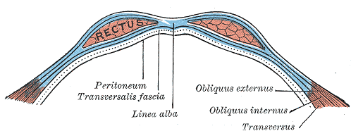 Elementos relacionados a la pared abdominal anterolateral Línea de Spiegel