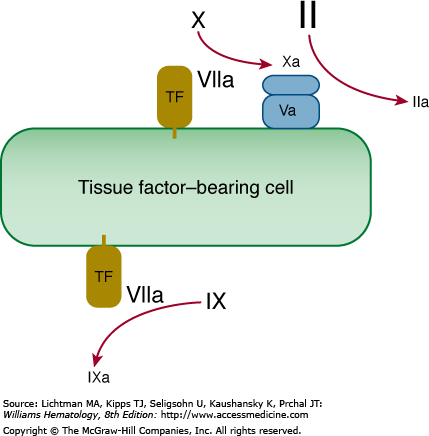 Modelo Celular de la Coagulación La coagulación ocurre en 3 fases: iniciación, amplificación y propagación. En la iniciación, el factor V unido a TF activa al factor X y al factor IX.