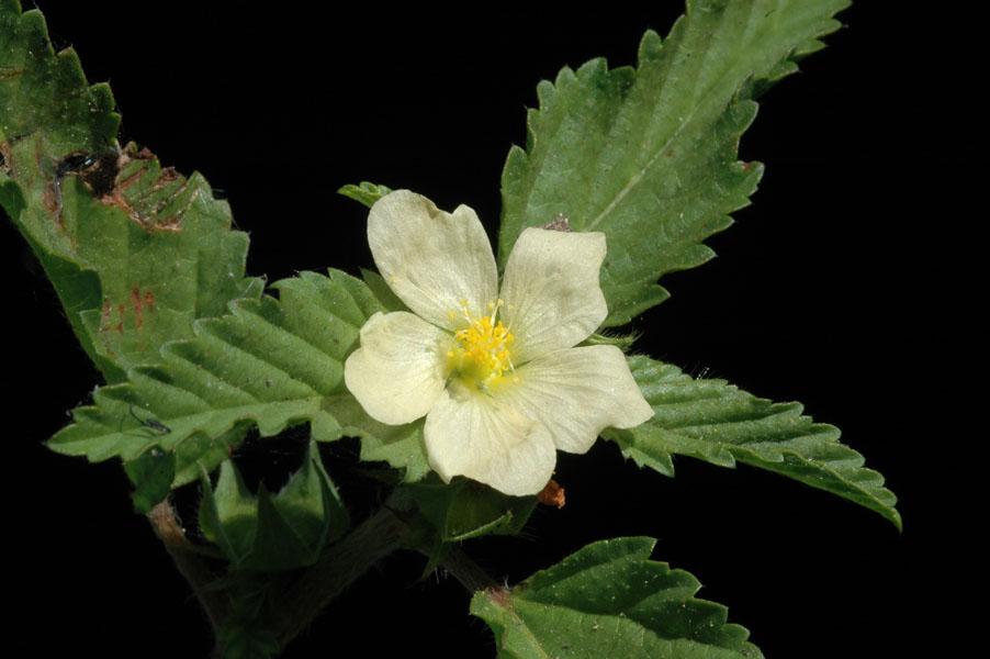 1.-Malva brava (Malachra alceifolia), 2.