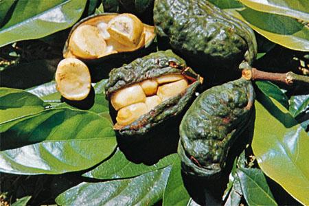Cacao (Theobroma