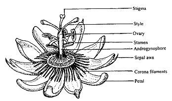 Flores hermafroditas, períginas, diclamídeas, actinomorfas; corola dialipétala; estambres 5; corona y androginóforo