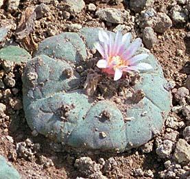 adormidera del buscando cactus (Papaver peyote un somniferum) sustituto del en antiasmático 1805 y usada natural como efedrina!