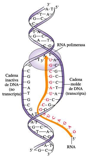 Es la producción, en el núcleo celular de los tres tipos diferentes de ARN.