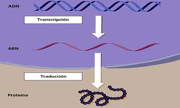 Cuando el ADN tiene que expresarse para regular el metabolismo celular, lo hace a través del ARN.