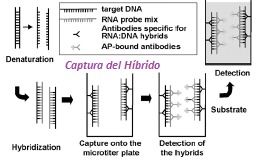 Métodos disponibles Hibridación Molecular LABORATORIO Biología